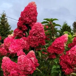 hortensja-bukietowa-fraise-melba-neonowa-czerwien-duza-3-letnia