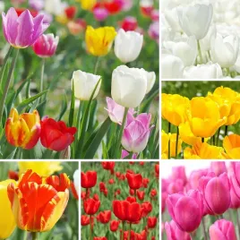 tulipany-cebulki-kwiatowe-zestaw-50-szt-mix-kolorow-5-kolorow