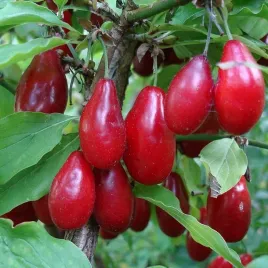deren-jadalny-jolico-duze-smaczne-owoce-odporna-i-sprawdzona-sadzonka