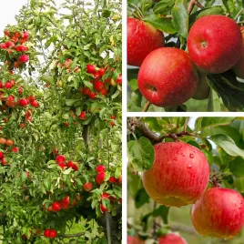 sadzonki-drzewka-owocowe-jablon-szampion-slodka-najlepsza-i-soczysta