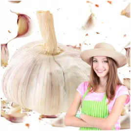 czosnek-zimowy-harnas-55cm-duze-zabki-polska-jakosc-mocny-plon