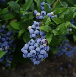 borowka-amerykanska-liberty-4-letnia-doniczka-5-litrowa