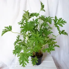 geranium-anginka-roslina-lecznicza-gesta-xl-don-o13cm