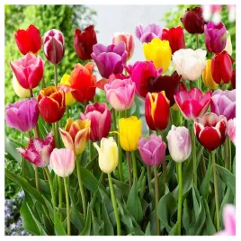 tulipan-zestaw-mix-mieszanka-kolorow-cebulki-100-szt-gratis