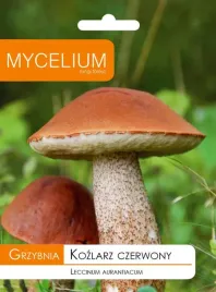 kozlarz-czerwony-grzybnia-grzyby-lesne