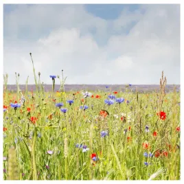 kwiaty-polne-kwiatna-laka-100g-trawnik-miododajny-mieszanka-nasion-kwiatow