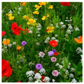 kwietna-laka-laczka-100g-mieszanka-roslin-miododajnych-nasiona-polne-lakowe