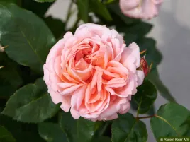 roza-parkowa-liisa-renaissance-pachnaca-c4