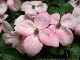 deren-kousa-beni-fuji-mocno-rozowe-kwiaty-c5