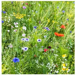 kwiaty-polne-200g-kwiatna-laka-trawnik-miododajny-mieszanka-nasion-kwiatow