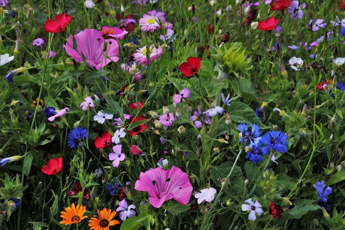 laka-kwietna-5kg-kwietny-trawnik-mieszanka-nasion-z-kwiatami-miododajna