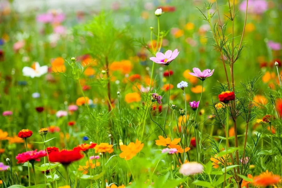 laka-kwietna-5kg-kwietny-trawnik-mieszanka-nasion-z-kwiatami-miododajna