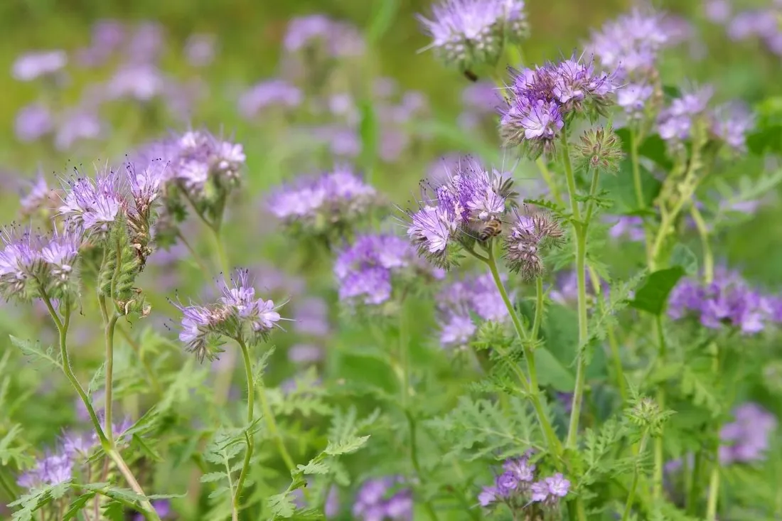 blekitna-facelia-5kg-dla-pszczelarzy-roslina-miododajna-nasiona-facelii