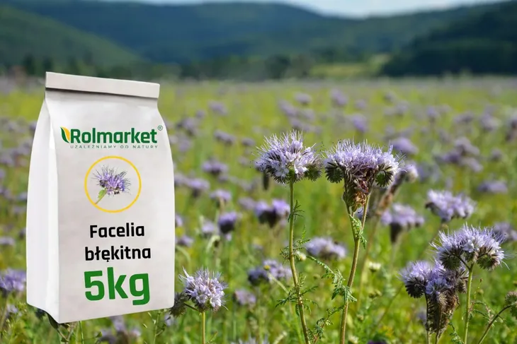 blekitna-facelia-5kg-dla-pszczelarzy-roslina-miododajna-nasiona-facelii-cykl-rozwojowy-rosliny-jednoroczna