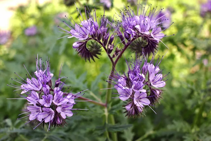 blekitna-facelia-5kg-dla-pszczelarzy-roslina-miododajna-nasiona-facelii-kod-producenta-facelia-blekitna-polon-poplonowa-rolmarket