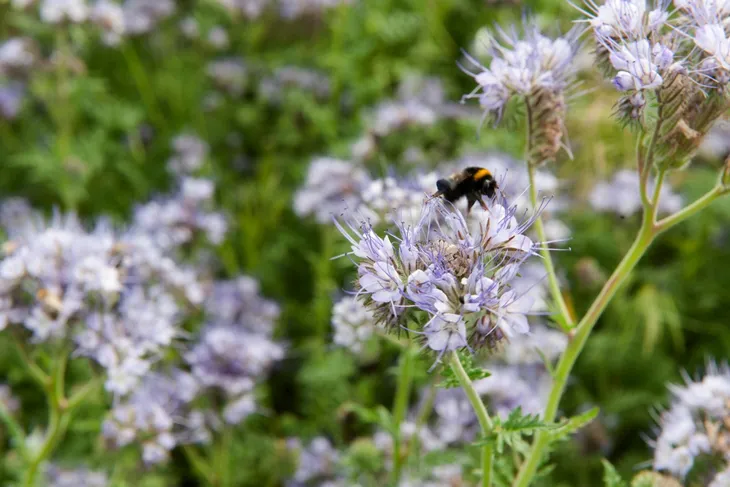 blekitna-facelia-5kg-dla-pszczelarzy-roslina-miododajna-nasiona-facelii-odmiana-facelia