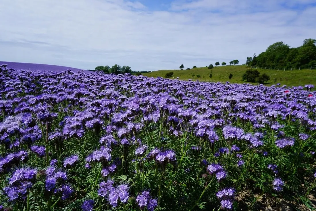 blekitna-facelia-5kg-dla-pszczelarzy-roslina-miododajna-nasiona-facelii