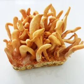 maczuznik-bojowy-cordyceps-militaris-substrat-do-uprawy-grzybow