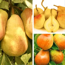 sadzonki-drzewka-owocowe-grusza-klapsa-faworytka-gigantyczne-owoce