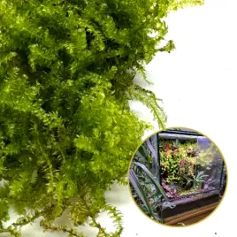 mech-zywy-invitro-naturalny-zywy-mech-do-terrarium-vesicularia-christmas-mo