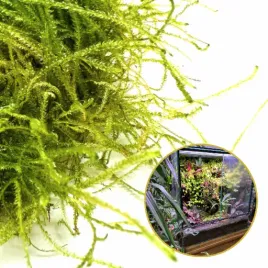 mech-zywy-invitro-naturalny-zywy-mech-do-terrarium-taxiphyllum-bogor-moss