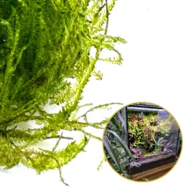 mech-zywy-invitro-naturalny-zywy-mech-do-terrarium-taxiphyllum-spiky-moss