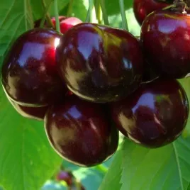 czeresnia-ukrainska-gigantyczne-owoce-slodka-i-smaczna-pierwszy