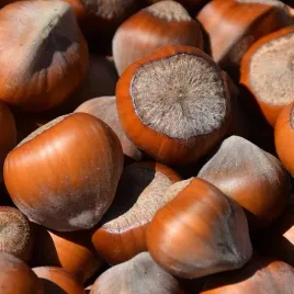 orzech-laskowy-olbrzym-z-halle-najlepsza-leszczyna