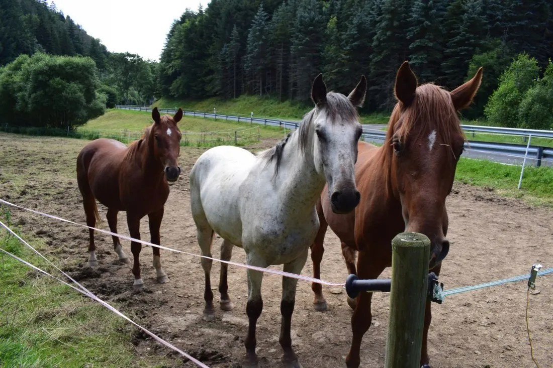 uziom-uziemienie-elektryzatora-do-pastucha-ogrodzenia-elektrycznego-palik