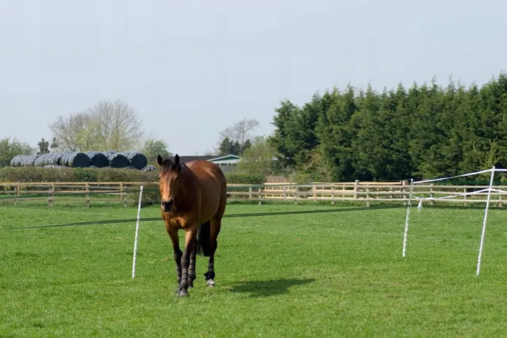 uchwyt-bramowy-do-pastucha-zamykania-raczka-z-hakiem-pastuch-z-raczka-mocny-kod-producenta-izolator-do-pastucha-drutu-linki-bramowy-stan-nowy