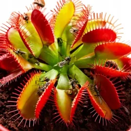 dionaea-muscipula-mucholowka-roslina-owadozerna-naturalna-pulapka-na
