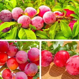 sadzonki-drzewka-owocowe-sliwa-brzoskwiniowa-bardzo-soczysta-duze