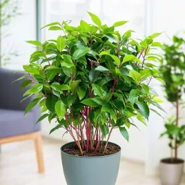 laurus-nobilis-wlasny-lisc-laurowy-wawrzyn-szlachetny-drzewko-do