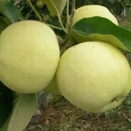 jablon-papierowka-oliwka-zolta-odmiana-deserowa