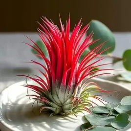 tillandsia-ionantha-red-air-plants-oplatwa-roslina-powietrzna-