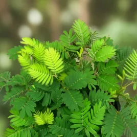 mimosa-pudica-mimoza-wstydliwa-roslinka-rozmiar-s-bardzo-delikatna