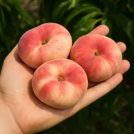 brzoskwinia-saturn-plaskie-niezwykle-owoce-ufo-odmiana-samopylna