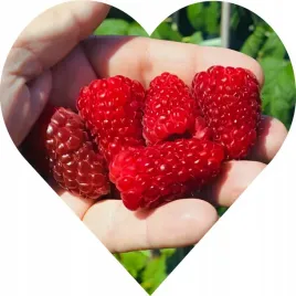 malina-czerwona-gigant-owoc-ktory-ledwo-miesci-sie-w-dloni