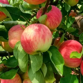 sadzonki-drzewka-owocowe-jablon-piros-soczysta-z-nuta-truskawek