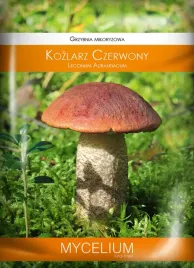 kozlarz-czerwony-zageszczona-zywa-grzybnia