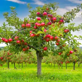 jablon-jonagold-odmiana-latwa-w-uprawie-o-bardzo-duzych-i-smacznych