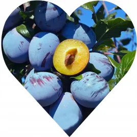 sliwa-wegierka-dabrowicka-twoja-dzialka-zasluguje-na-vip-a-wsrod