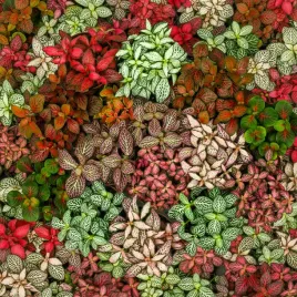 3x-fittonia-rozne-kolory-fitonia-las-w-sloiku-zimowe-zabezpieczenie