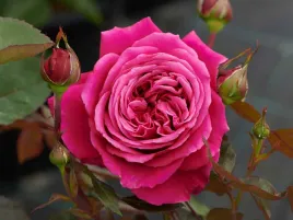 roza-parkowa-natalie-renaissance-pachnaca-c4