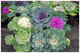 kapusta-ozdobna-zestaw-8szt-sadzonek-mix-kolorow-na-jesien-i-zime