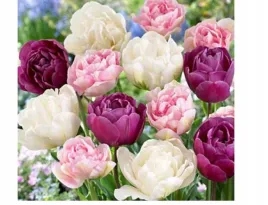 cebulki-tulipanow-tulipany-francuskie-pelne-25-szt