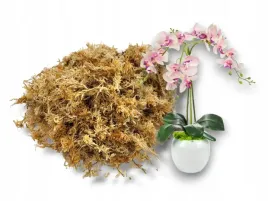 mech-torfowiec-sphagnum-spagmoss-gotowy-do-uzycia-3l-terraquality