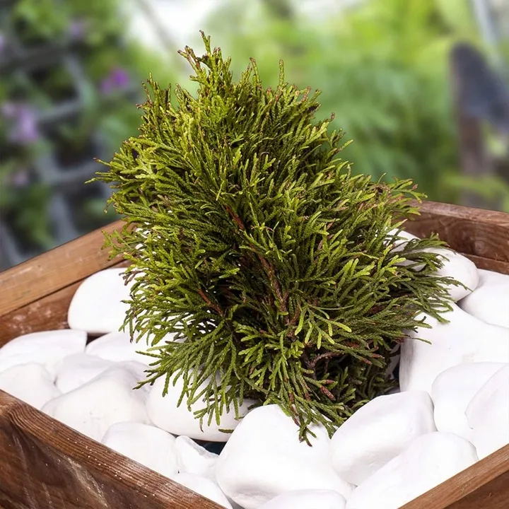 otoczak-bialy-kamien-thassos-biale-otoczaki-do-ogrodu-i-doniczek-10-kg