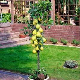 grusza-kolumnowa-klapsa-faworytka-klasyczny-smak-w-kompaktowej