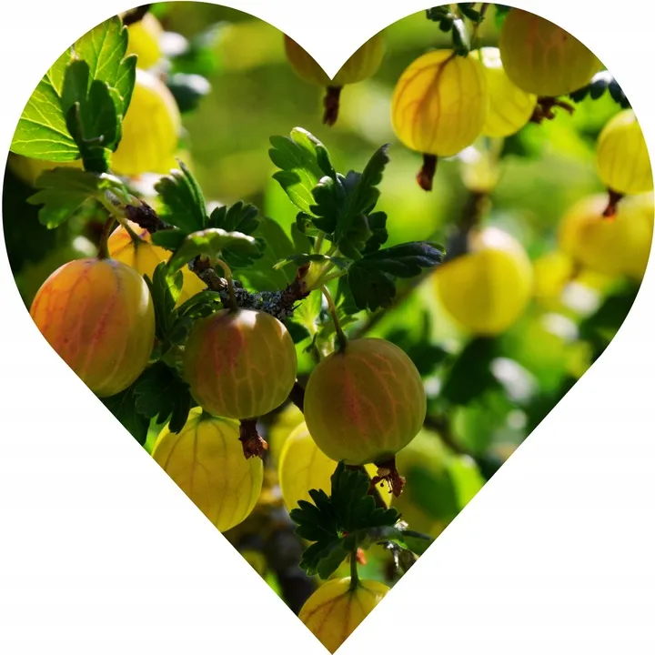 agrest-ukrainski-pomaranczowy-duze-slodkie-owoce-bardzo-plenny